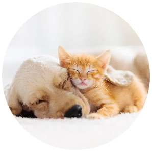 iStock 1168451046@2x